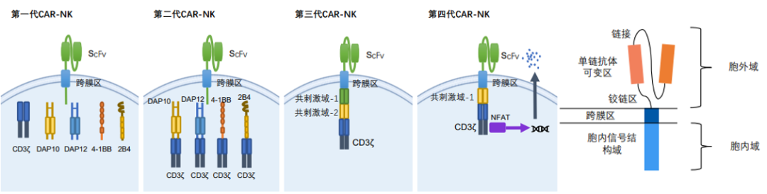 詳解CAR-NK前瞻性改造與CAR結(jié)構(gòu)迭代,助力療效與安全性提升