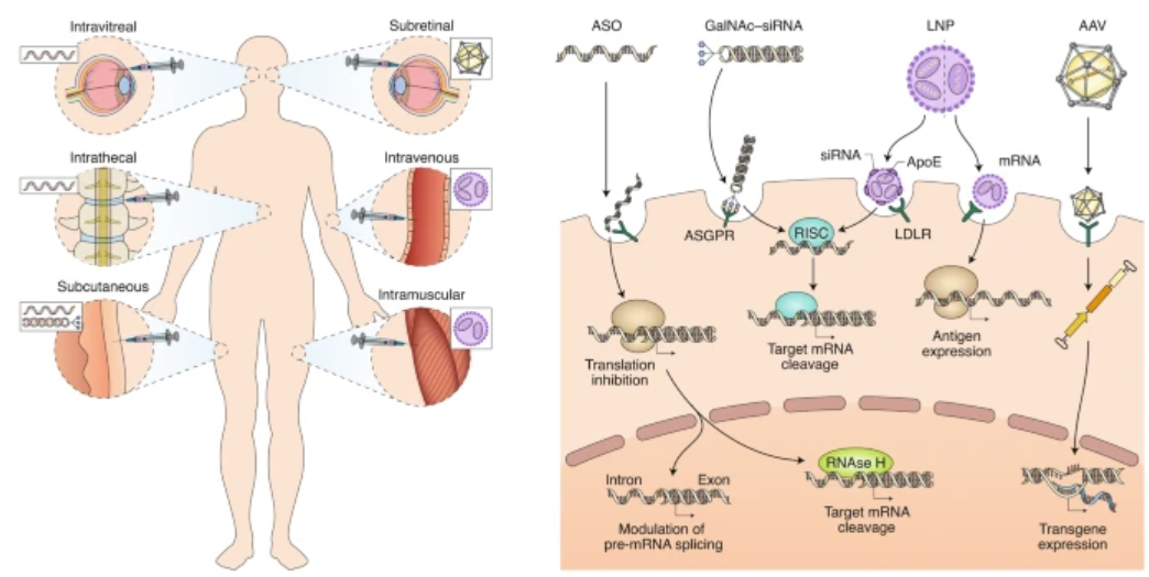 國(guó)內(nèi)AAV基因治療競(jìng)爭(zhēng)格局