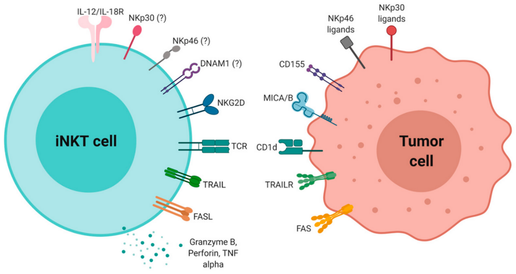 關于NKT細胞,你想知道的在這里