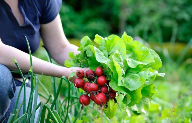 農(nóng)藥殘留速測(cè)儀 農(nóng)藥殘留速測(cè)儀