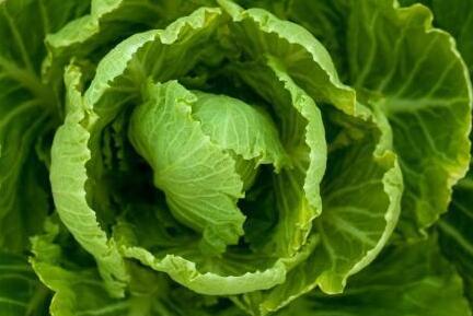 農(nóng)殘快速檢測儀 農(nóng)殘快速檢測儀