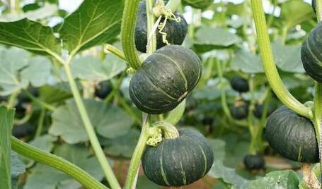 食品安全檢測儀 食品安全檢測儀