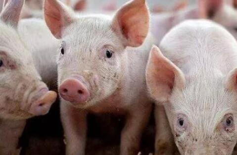 獸藥殘留檢測(cè)儀 獸藥殘留檢測(cè)儀