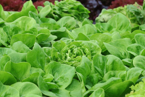 食品安全速測儀 食品安全速測儀