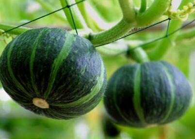 食品安全速測儀 食品安全速測儀