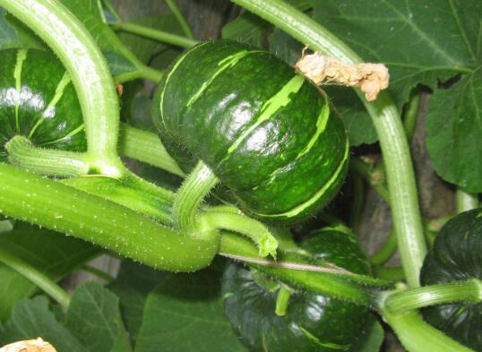 食品安全檢測儀 食品安全檢測儀