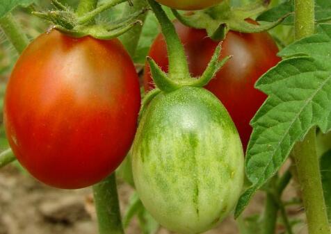 農(nóng)藥殘留速測儀 農(nóng)藥殘留速測儀