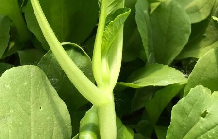 農(nóng)藥殘留檢測(cè)儀 農(nóng)藥殘留檢測(cè)儀