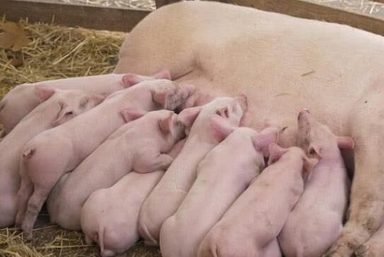 獸藥殘留速測(cè)儀 獸藥殘留速測(cè)儀