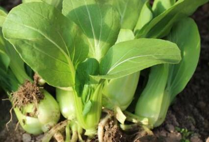 農(nóng)殘快速檢測儀 農(nóng)殘快速檢測儀