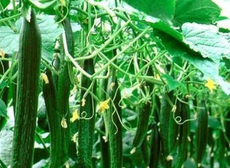 農(nóng)藥殘留檢測儀 農(nóng)藥殘留檢測儀