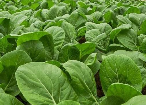 農(nóng)藥殘留檢測儀 農(nóng)藥殘留檢測儀