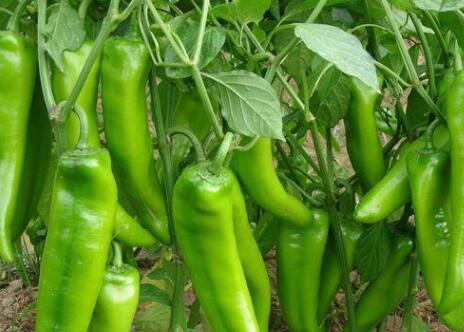 果蔬農(nóng)殘速測儀 果蔬農(nóng)殘速測儀