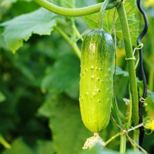 食品安全速測儀 食品安全速測儀