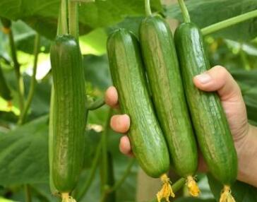 果蔬農(nóng)殘速測儀 果蔬農(nóng)殘速測儀